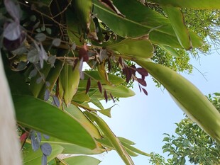 绿叶间的紫色花朵