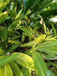 翠绿生机的繁茂植物