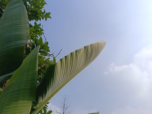 阳光下的宽大绿色叶片