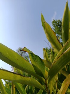 阳光下的翠绿竹叶