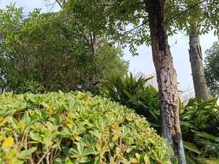 绿意盎然的园林景观