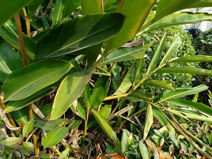 翠绿繁茂的热带植物景观