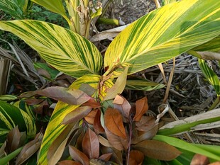 黄绿相间的独特植物叶片