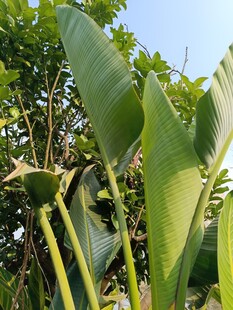 翠绿宽大的热带植物叶片