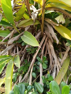 绿叶间的植物生机景象