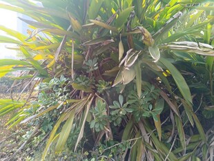 繁茂绿植展现自然生机