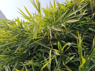 翠绿丛生的蓬勃青草