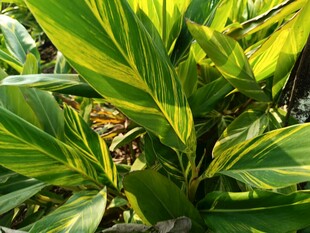 翠绿斑斓的热带观叶植物