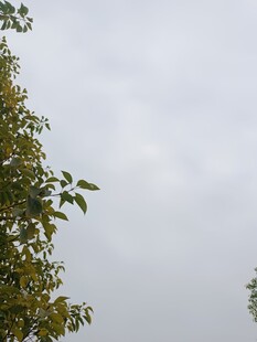 枝叶映衬下的灰白天空