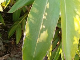 阳光下的翠绿叶片