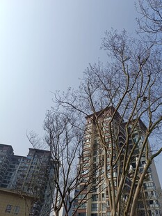 冬日光秃树木与高楼景象