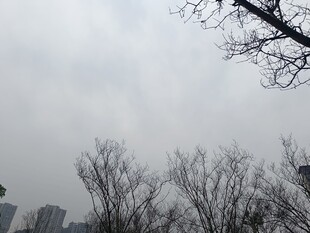 冬日枯树与远处高楼