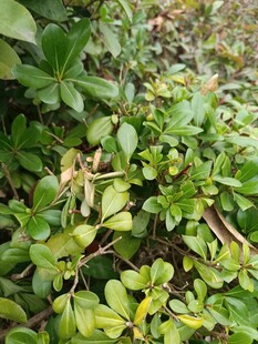 翠绿繁茂的地面绿植景观