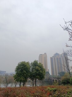 阴天城市景观与绿植