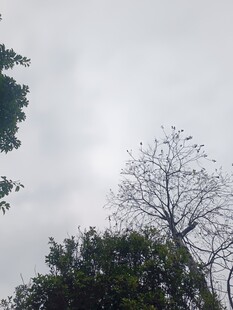 天空下的枯树与绿树