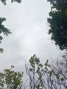 仰视树冠与天空景象