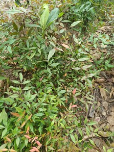 野外繁茂绿植景象
