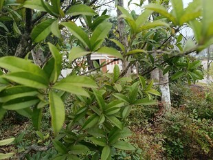 绿叶繁茂的果园景象