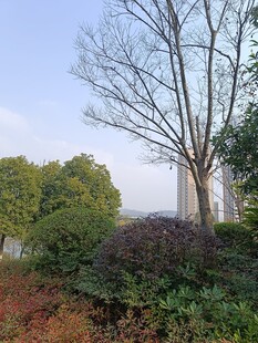 冬日城郊的树木与植被