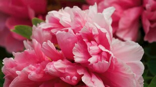 娇艳盛开的粉色牡丹花