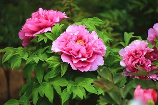 娇艳盛开的粉色牡丹花