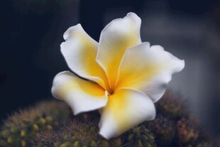 娇艳鸡蛋花绽放