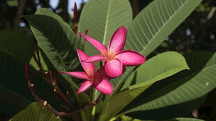 娇艳粉色鸡蛋花绽放