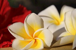 娇艳鸡蛋花绽放