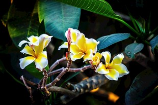 娇艳鸡蛋花绽放枝头