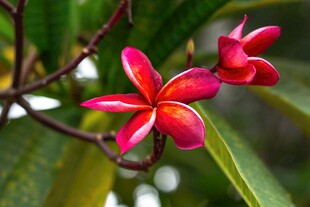 娇艳红鸡蛋花绽放枝头