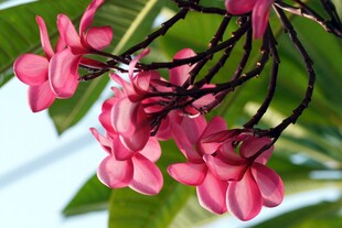 粉红鸡蛋花绽放枝头