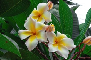 黄白鸡蛋花绽放绿叶间