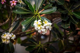 绽放的白色鸡蛋花