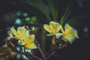 黄色鸡蛋花绽放的美丽