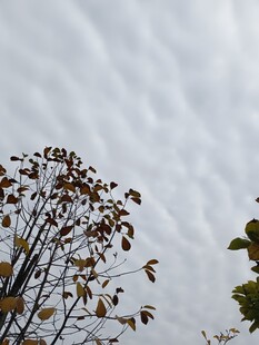 枝头枯叶衬灰白天空