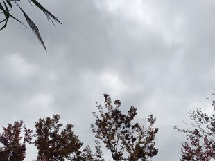 阴天中的树梢