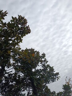 树梢之上的灰白天空