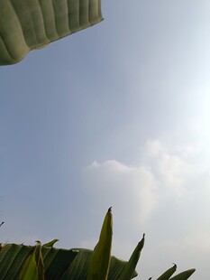 阳光下的翠绿叶片