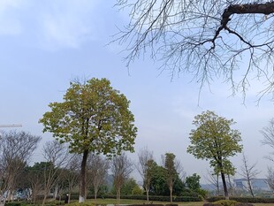 冬日郊外树木景致