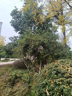 户外繁茂绿植景观