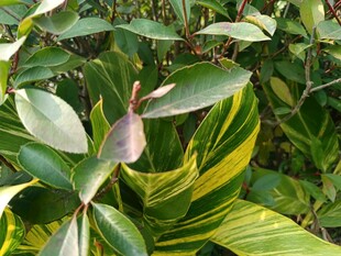 多彩叶片植物景观