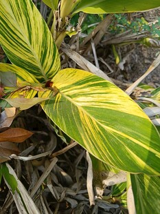 黄绿相间的斑斓植物叶片