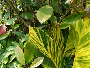 多彩热带植物景观