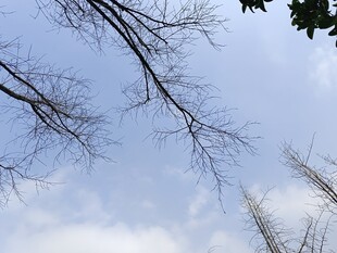 仰视光秃树枝与蓝天白云