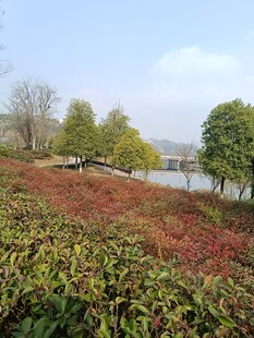 湖畔多彩植物景观