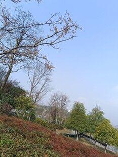 户外自然风光树木景致