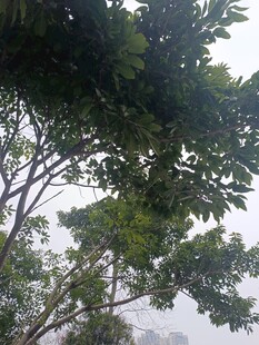 仰视树冠 
