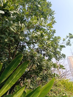 繁茂绿植与远处高楼