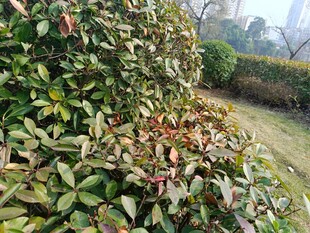 绿叶繁茂的园林植物景观