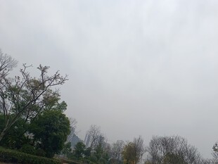 阴天中的树木景观